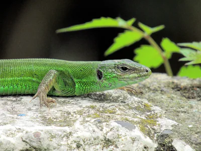 Striped Lizard (Lacerta strigata) — Semiarid habitats — Dedoplistskaro — leyli s. azad