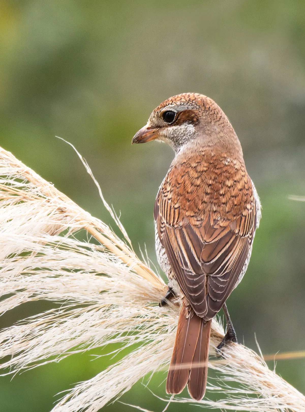 Обыкновенный жулан (Lanius collurio) — ბათუმი — birdyday
