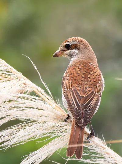 Обыкновенный жулан (Lanius collurio) — ბათუმი — birdyday