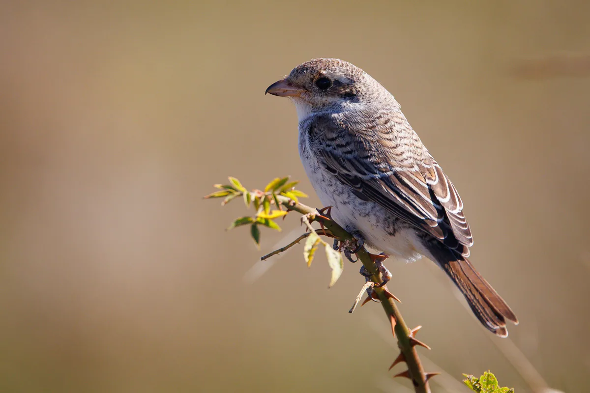 Обыкновенный жулан (Lanius collurio) — გორი — გიორგი ნაცვლიშვილი