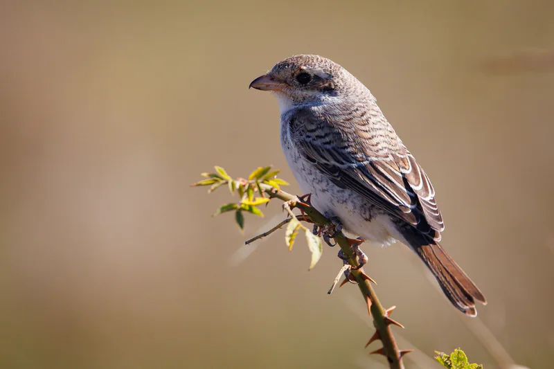 Обыкновенный жулан (Lanius collurio) — გორი — გიორგი ნაცვლიშვილი