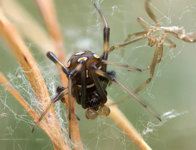ყარაყურთი (Latrodectus tredecimguttatus) — თბილისი, ნუცუბიძის პლატო
