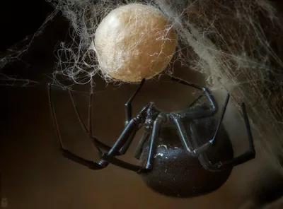 ყარაყურთი (Latrodectus tredecimguttatus) — თბილისი