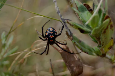 ყარაყურთი (Latrodectus tredecimguttatus) — ჭაჭუნის აღკვეთილი — გიორგი იანქოშვილი