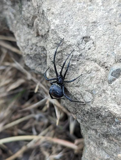 Karakurt (Latrodectus tredecimguttatus) — ლისის ტბა