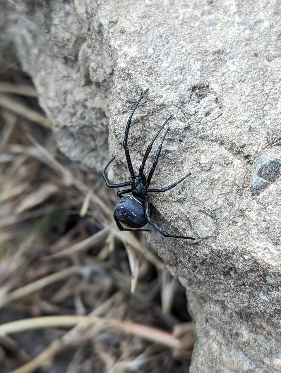 ყარაყურთი (Latrodectus tredecimguttatus) — ლისის ტბა — იოანე როსტიაშვილი