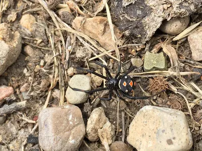 ყარაყურთი (Latrodectus tredecimguttatus) — რუსთავი — ირაკლი დოლიძე