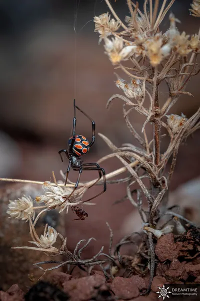 ყარაყურთი (Latrodectus tredecimguttatus) — აღმოსავლეთის სტეპი და ქართლი — Julien