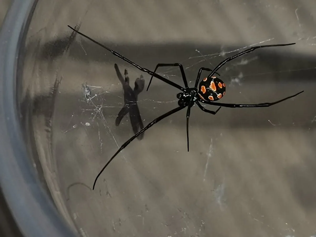 ყარაყურთი (Latrodectus tredecimguttatus) — Uros Vezenkovic