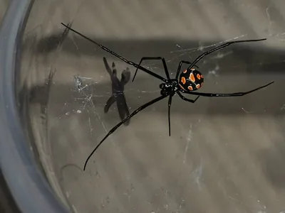 ყარაყურთი (Latrodectus tredecimguttatus) — აღმოსავლეთის სტეპი და ქართლი — Uros Vezenkovic