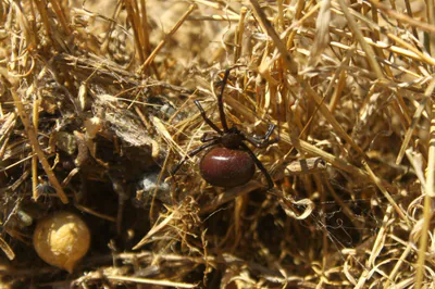 ყარაყურთი (Latrodectus tredecimguttatus) — მარნეული