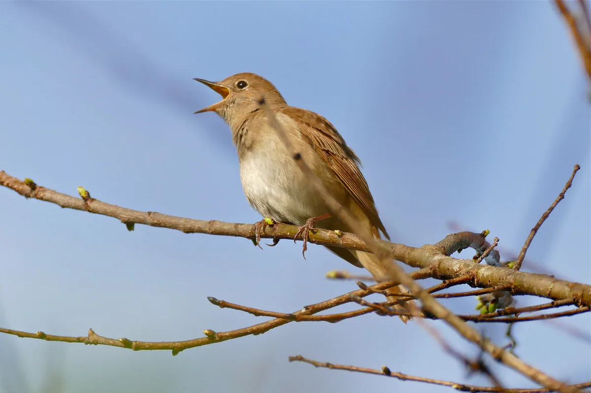 Common nightingale (Luscinia megarhynchos) — Aiguamolls de l'Empordà, Catalonia — Bernard DUPONT