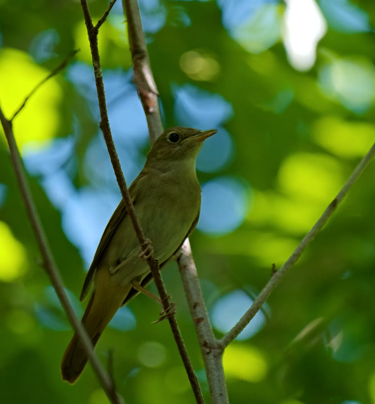 Common nightingale (Luscinia megarhynchos) Breeding migrant in Georgia