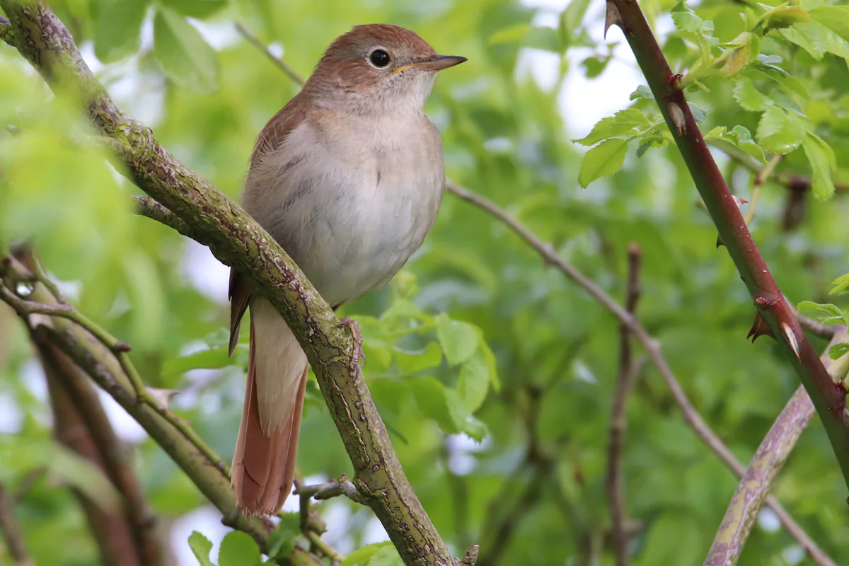 Common nightingale (Luscinia megarhynchos) — Belgium — Warrieboy