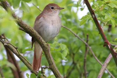 ბულბული (Luscinia megarhynchos) — ბელგია — Warrieboy