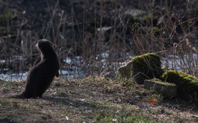 Eurasian otter (Lutra lutra) — Lelystad — Tomasz Baranowski