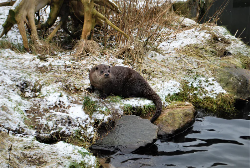 Eurasian otter (Lutra lutra) — Year-round in Georgia — Erik Christensen
