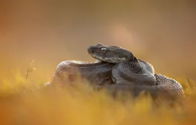 გიურზა (Macrovipera lebetinus) — ვაშლოვანის დაცული ტერიტორია
