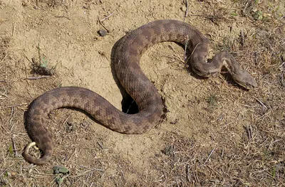 Levant engereği (Macrovipera lebetinus) — ჭაჭუნის აღკვეთილი