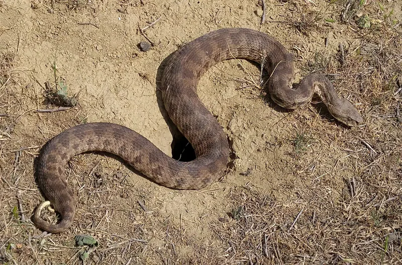 გიურზა (Macrovipera lebetinus) — ჭაჭუნის აღკვეთილი