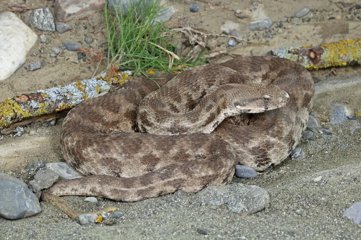 გიურზა (Macrovipera lebetinus) აღმოსავლეთ საქართველო