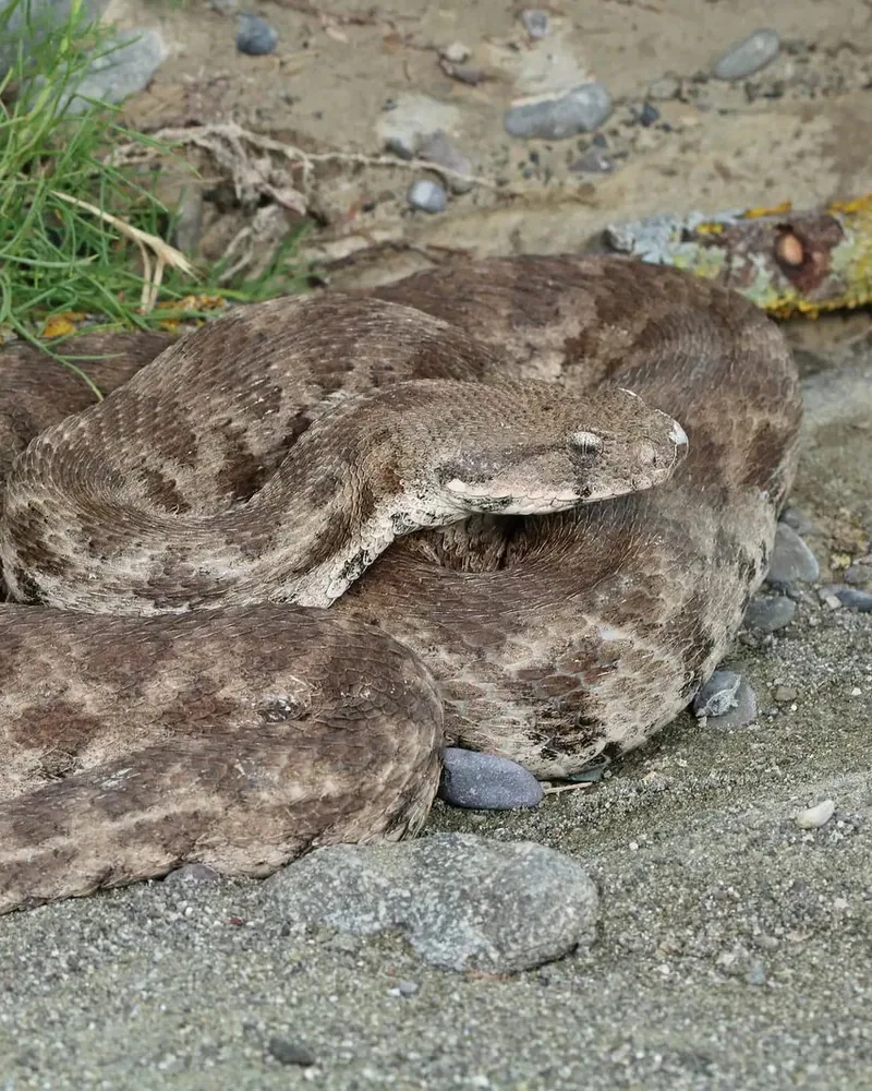 გიურზა (Macrovipera lebetinus) — ვაშლოვანის დაცული ტერიტორია — Laura and Bobby Bok