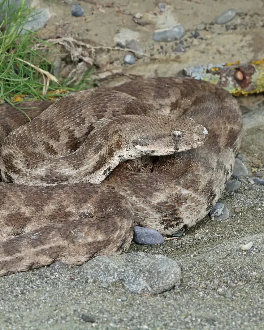 გიურზა (Macrovipera lebetinus) აღმოსავლეთ საქართველო