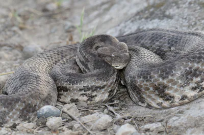 გიურზა (Macrovipera lebetinus) — ყუდრო, ტალავერი — Marcus Lucassen
