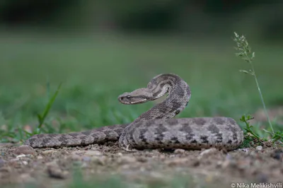 Levant engereği (Macrovipera lebetinus)