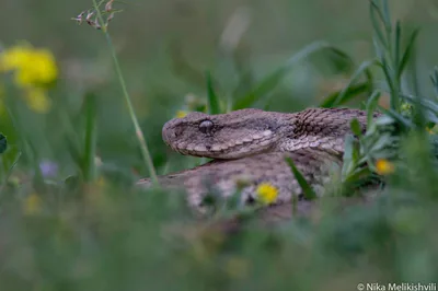 Levant engereği (Macrovipera lebetinus)