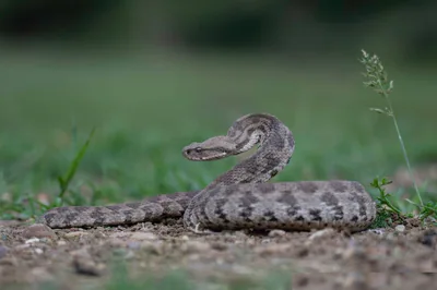 გიურზა (Macrovipera lebetinus) — აღმოსავლეთ საქართველო — ნიკა მელიქიშვილი