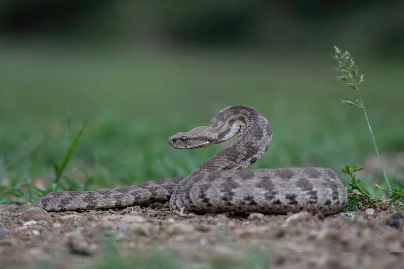 გიურზა (Macrovipera lebetinus) — აღმოსავლეთ საქართველო — ნიკა მელიქიშვილი