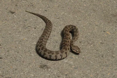გიურზა (Macrovipera lebetinus)