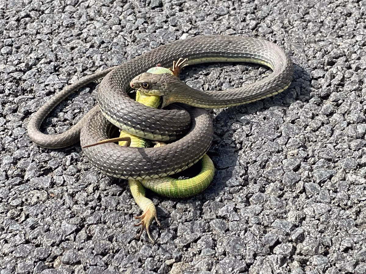 ჩვეულებრივი ხვლიკიჭამია გველი (Malpolon insignitus) — სამხრეთ-აღმოსავლეთ საქართველო — michelemenegon