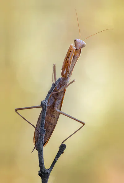Avrupa peygamberdevesi (Mantis religiosa) — დიდი დიღომი — Armen Seropian