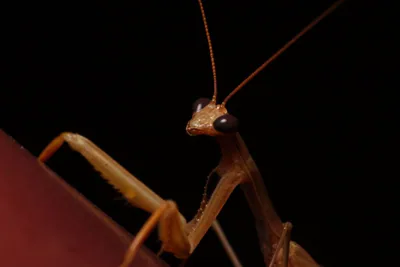 Avrupa peygamberdevesi (Mantis religiosa) — Gürcistan; kesin bölgeler doğrulama gerektirir — danielcma