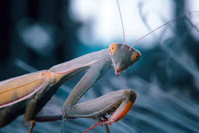 Avrupa peygamberdevesi (Mantis religiosa) — მცხეთა — გიო მოძმანა