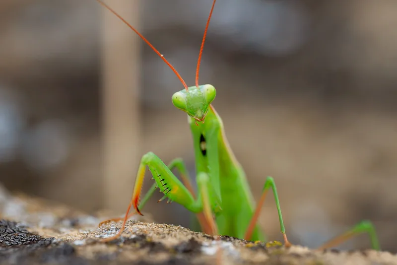 Avrupa peygamberdevesi (Mantis religiosa) — მცხეთა — გოჩა ნემსაძე