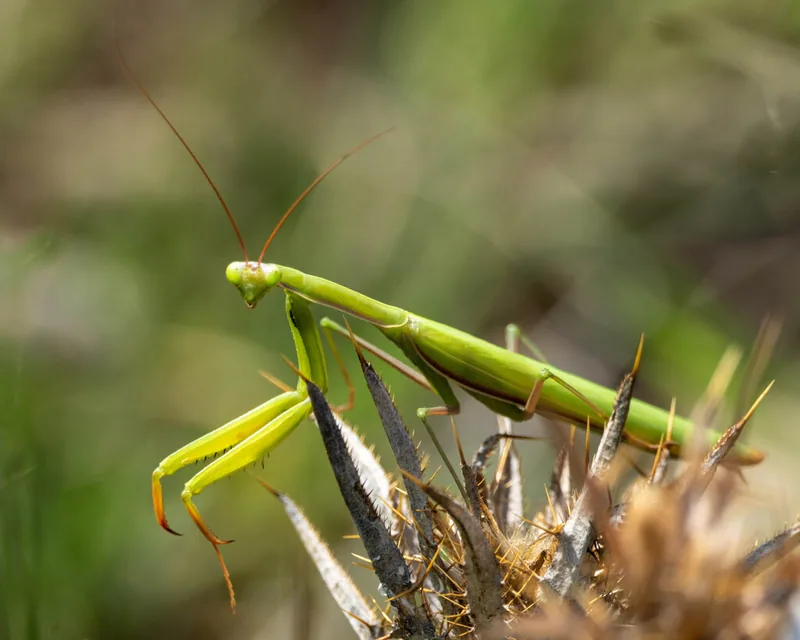 Avrupa peygamberdevesi (Mantis religiosa) — გარდაბანი — gogopopo