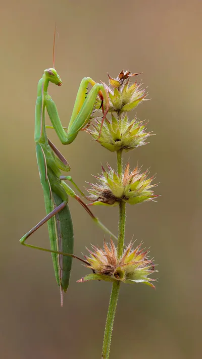 Avrupa peygamberdevesi (Mantis religiosa) — გორი — ნატალია ბულბულაშვილი
