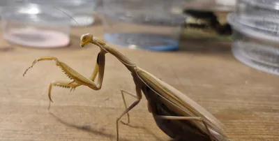 Avrupa peygamberdevesi (Mantis religiosa) — Gürcistan; kesin bölgeler doğrulama gerektirir — თოკო სებისკვერაძე