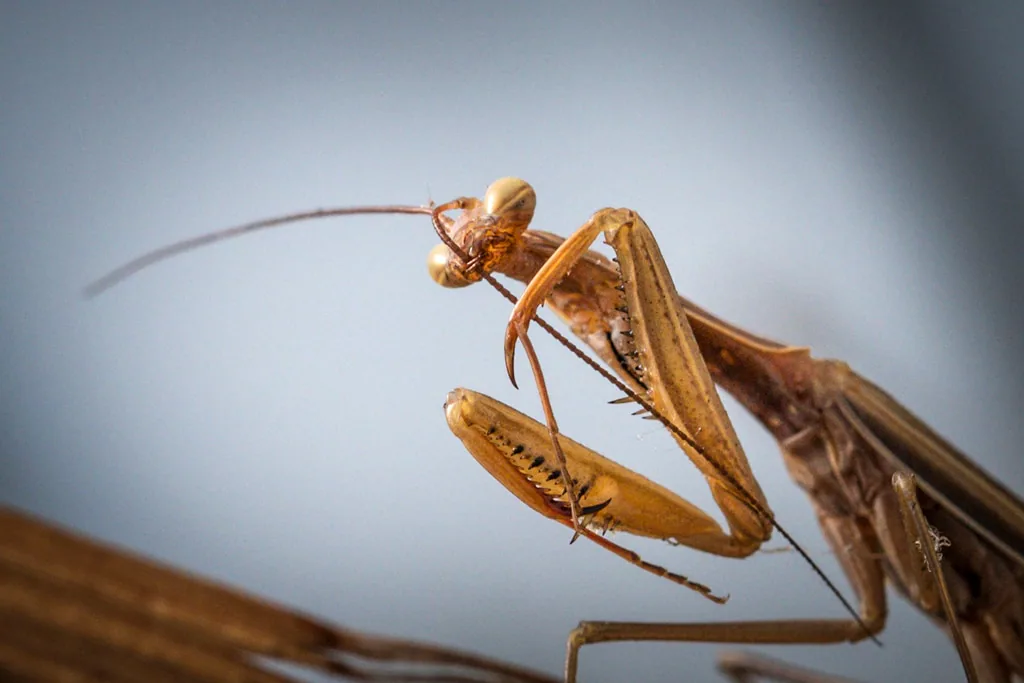 European mantis in tall sunny grass