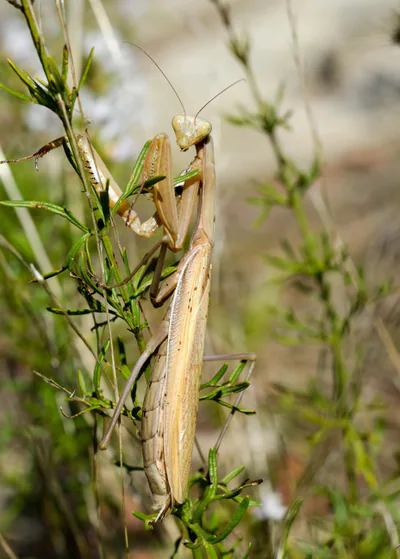 Avrupa peygamberdevesi (Mantis religiosa) — ბორჯომ-ხარაგაულის ეროვნული პარკი — ზაური ხაჩიძე