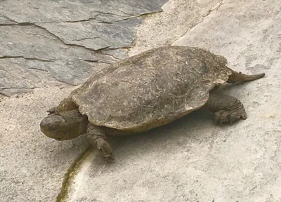 Caspian Turtle (Mauremys caspica) — Southeastern Georgia — Fundación Tierra Ibérica