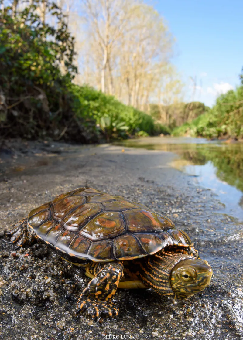 Caspian Turtle (Mauremys caspica) — Southeastern Georgia — pedroluna_wildlife