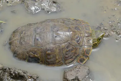 Caspian Turtle (Mauremys caspica) — Kasristskali — Giorgi Iankoshvili