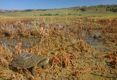 Caspian Turtle (Mauremys caspica) — Kumisi Lake — Laura and Bobby Bok