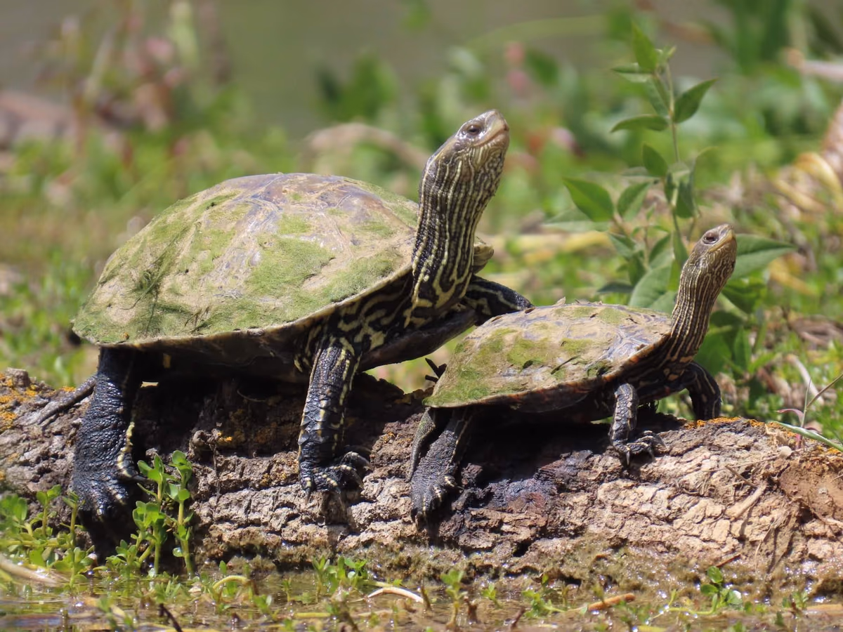 Caspian Turtle (Mauremys caspica) Southeastern Georgia