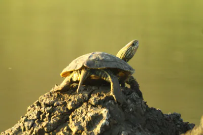 Caspian Turtle (Mauremys caspica) — Southeastern Georgia — Zakro Songulashvili