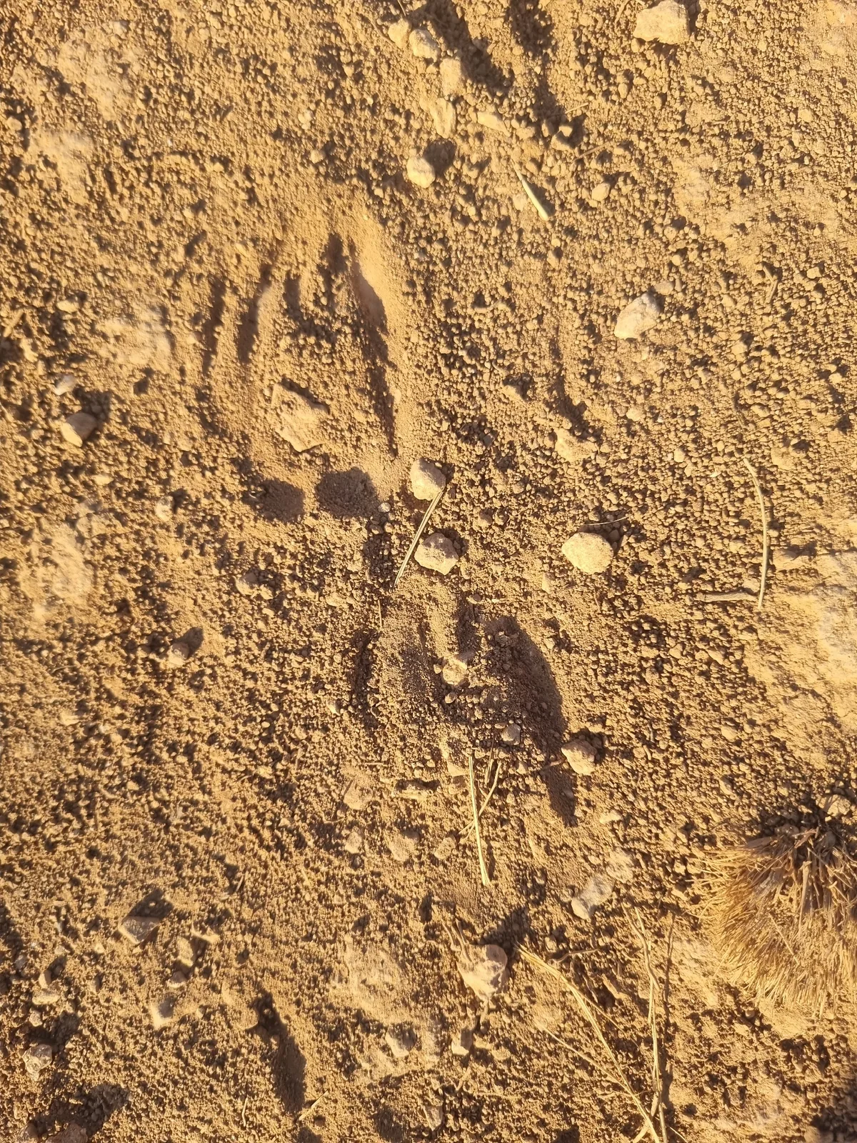 Caucasian badger (Meles canescens) — Vayots Dzor — Kjetil Kjernsmo